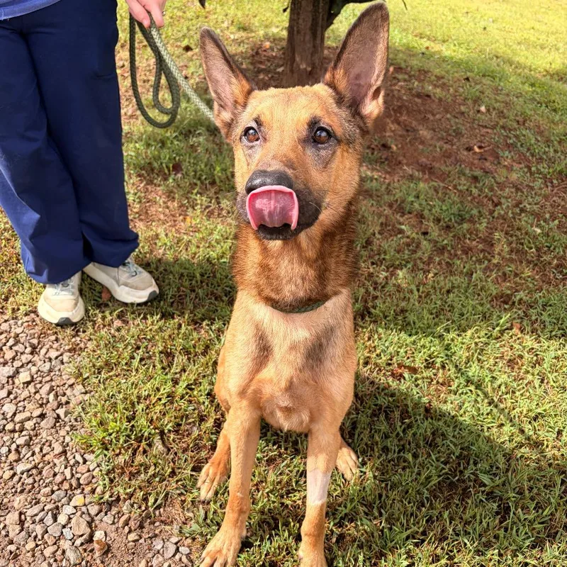 An adult small-sized male Brown / Chocolate German Shepherd Dog dog named Sterling for adoption in Franklin, NC