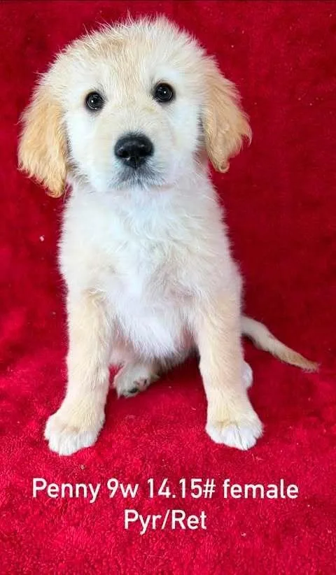 A baby large-sized female White / Cream Great Pyrenees dog named Penny for adoption in Brewster , NY