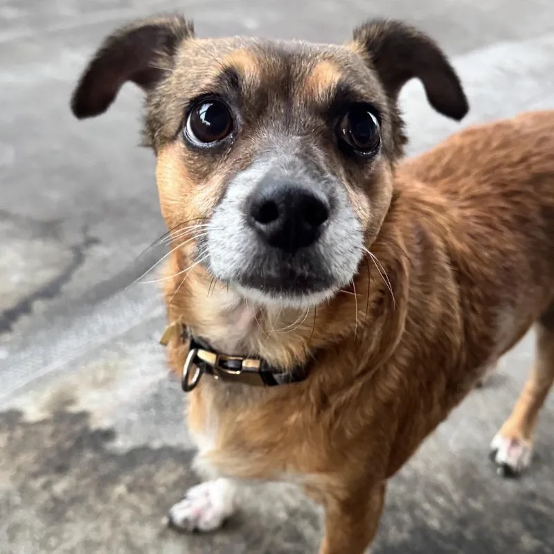 An adult small-sized female Brown / Chocolate Mixed Breed dog named Coconut for adoption in Mentor, OH