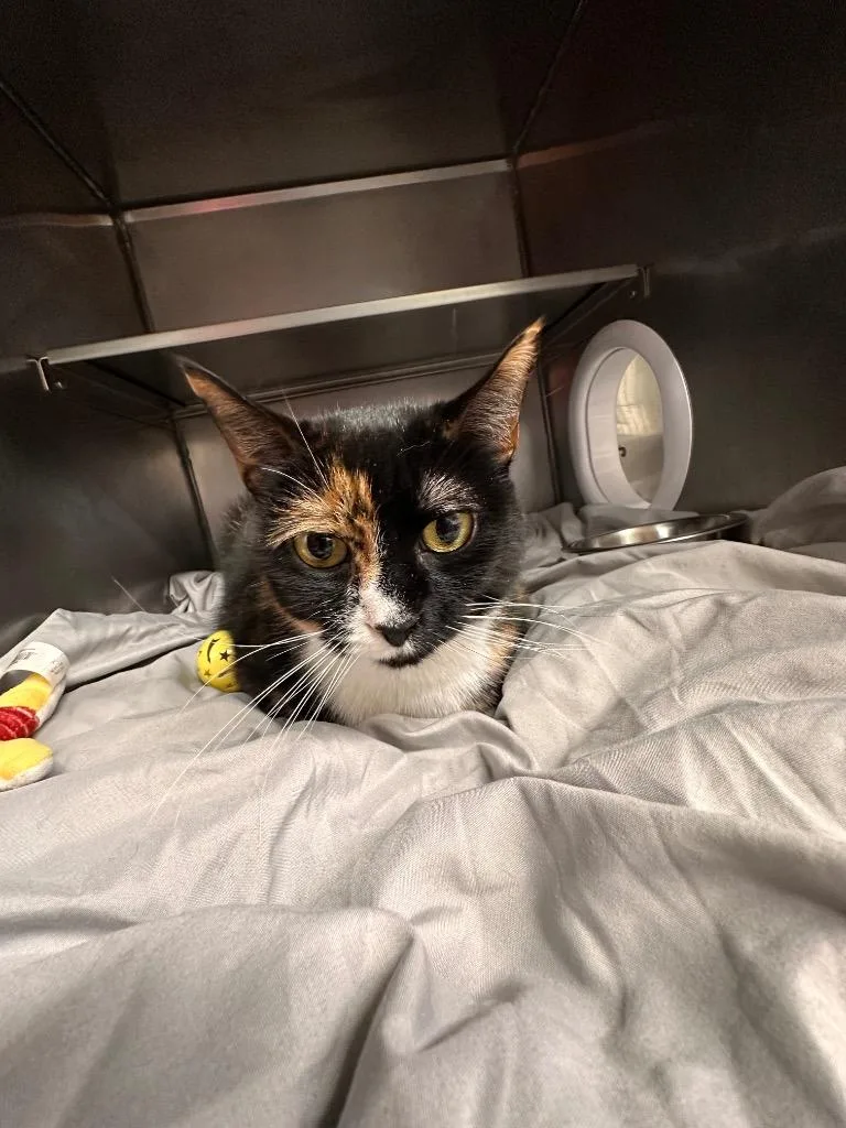 An adult medium-sized female Domestic Long Hair cat named Callie for adoption in Sidney, NY