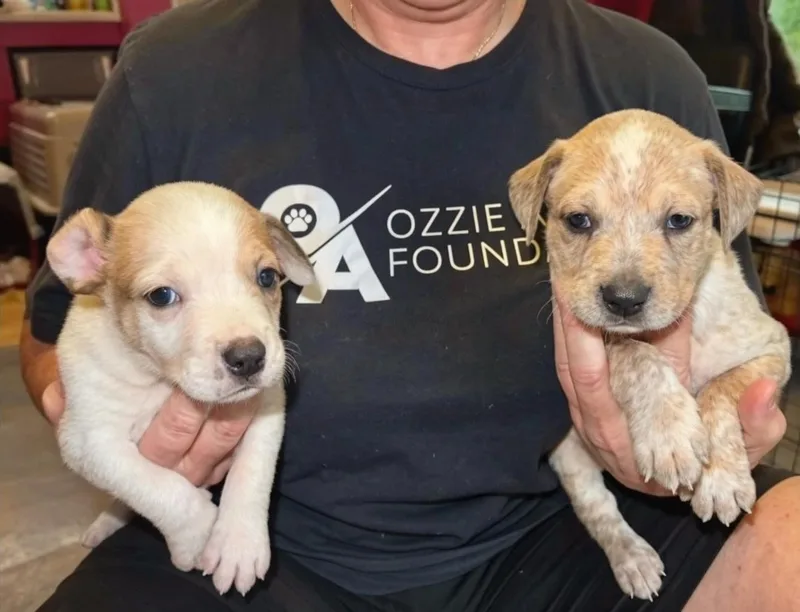 A baby medium-sized male Australian Cattle Dog / Blue Heeler dog named Ned for adoption in Marietta, GA