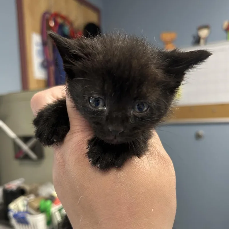A baby small-sized male Black Domestic Short Hair cat named Mc Hammer for adoption in St Joseph, MO