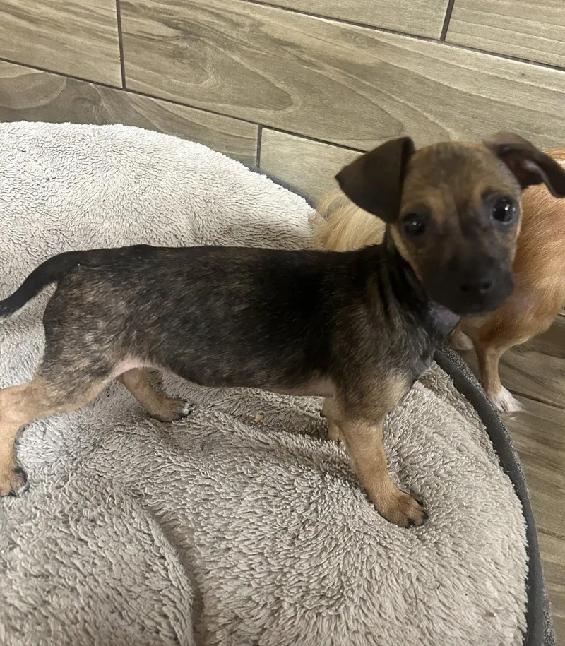 A baby small-sized female Chihuahua dog named Mae for adoption in Pipe Creek, TX