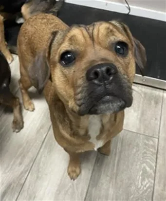 A young medium-sized female Boxer dog named River for adoption in Redlands, CA