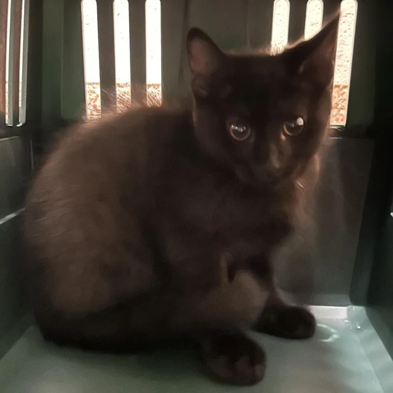 A baby small-sized male Black Domestic Short Hair cat named Droplet for adoption in Springfield, MA