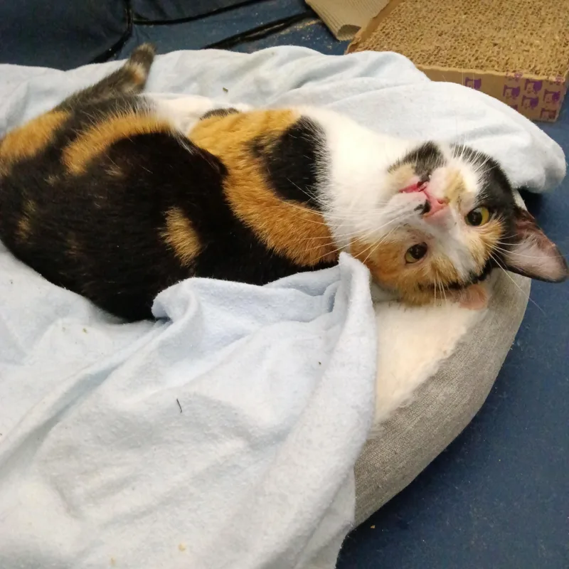 Chrissie thumbnail 2