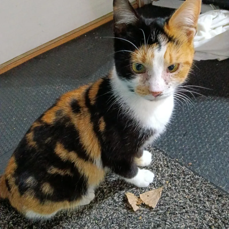 Chrissie thumbnail 3