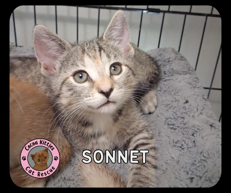 A baby small-sized female Domestic Short Hair cat named Sonnet for adoption in Hershey, PA
