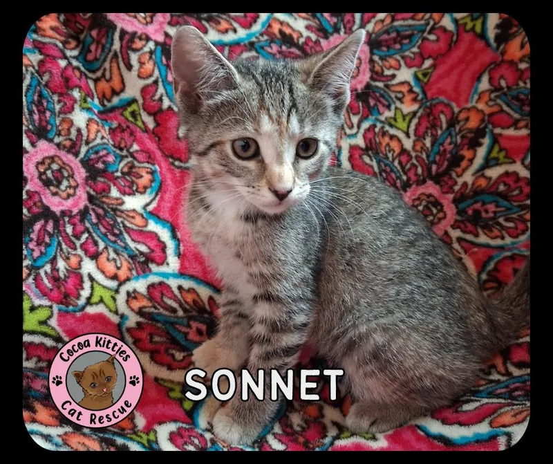 Sonnet thumbnail 2