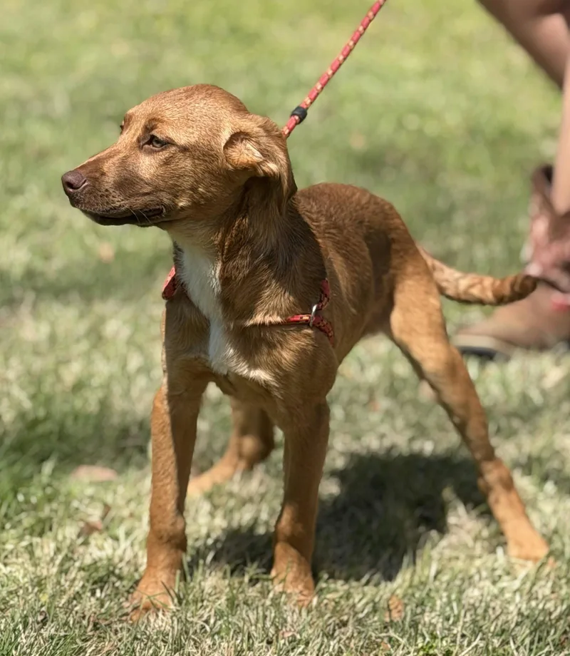 Chestnut thumbnail 2