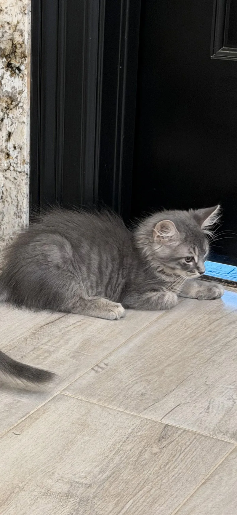 A baby medium-sized female Domestic Medium Hair cat named Zenyatta for adoption in Rosenberg, TX
