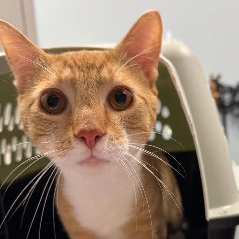A young medium-sized male Orange & White Domestic Short Hair cat named Simson for adoption in New Castle, DE