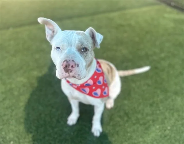 A young large-sized female Mixed Breed dog named Crystal for adoption in Dallas, TX