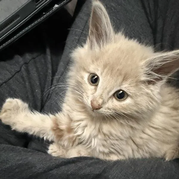 A baby small-sized male Buff / Tan / Fawn Domestic Medium Hair cat named Sunny for adoption in Pasadena, CA
