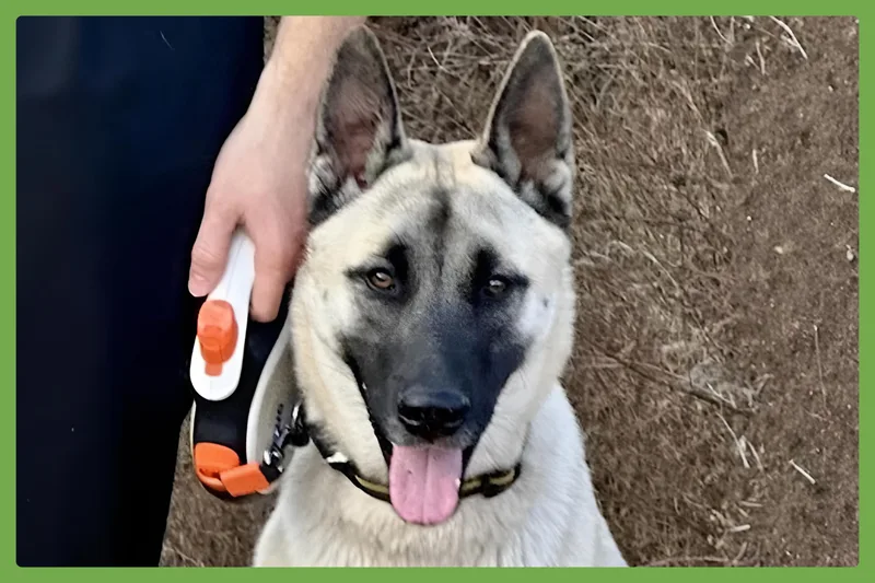 A young large-sized male Apricot / Beige Anatolian Shepherd dog named Titus for adoption in Amherst, MA