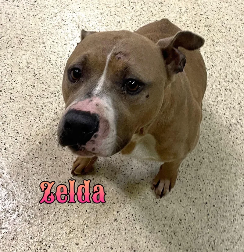 An adult medium-sized female Terrier dog named Zelda for adoption in Muncie, IN