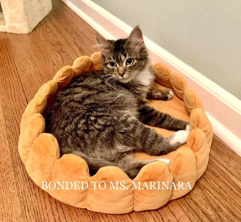 An adult medium-sized female Domestic Medium Hair cat named Luna for adoption in Ferndale, MI