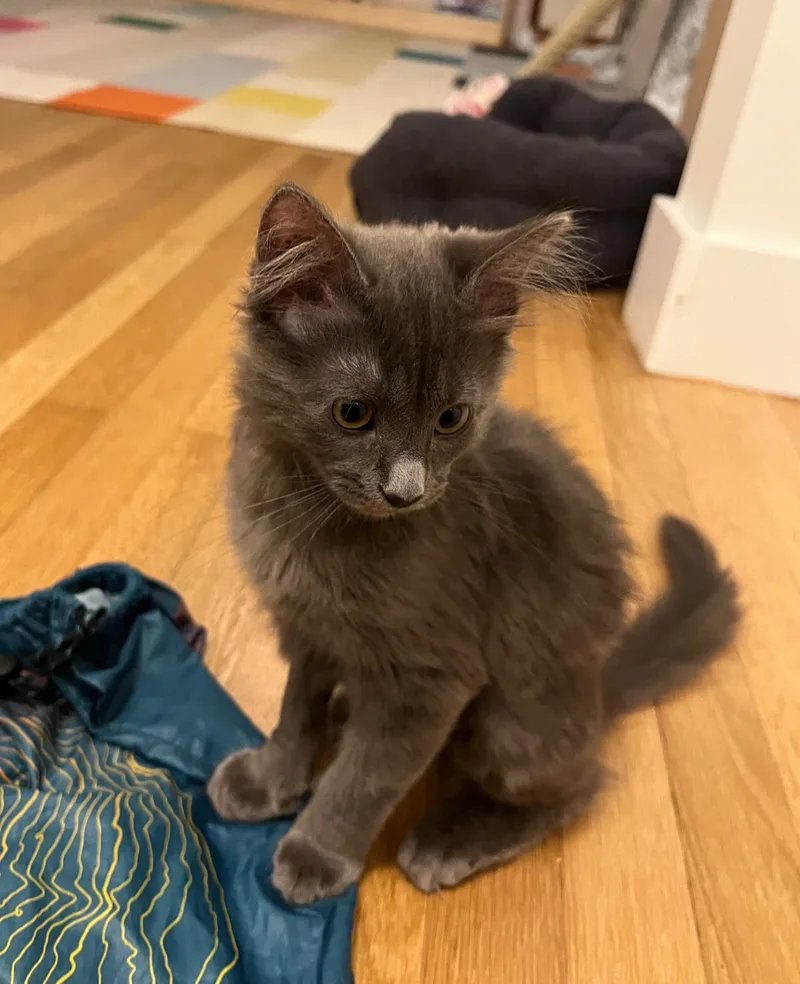 A baby medium-sized female Domestic Long Hair cat named Cleo for adoption in Harrison, NY