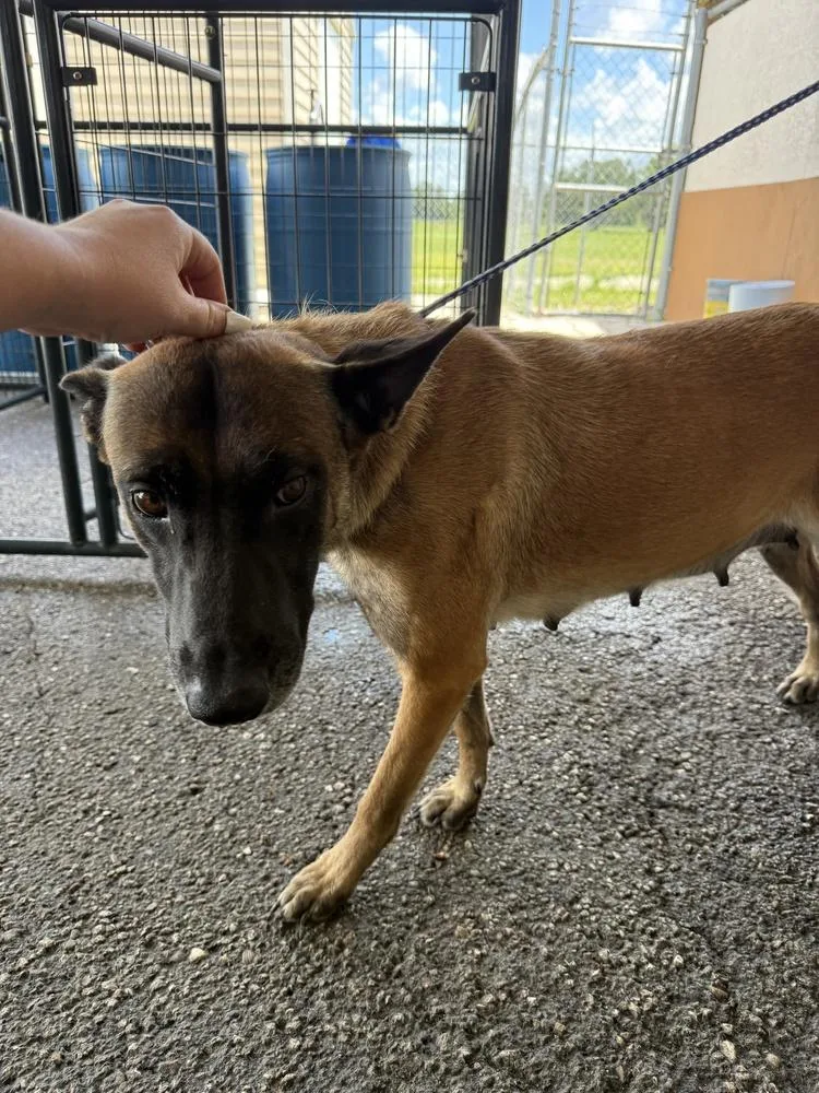 A young medium-sized female Tricolor (Brown, Black, & White) Belgian Shepherd / Malinois dog named Tatum  Located In for adoption in Imlay City, MI