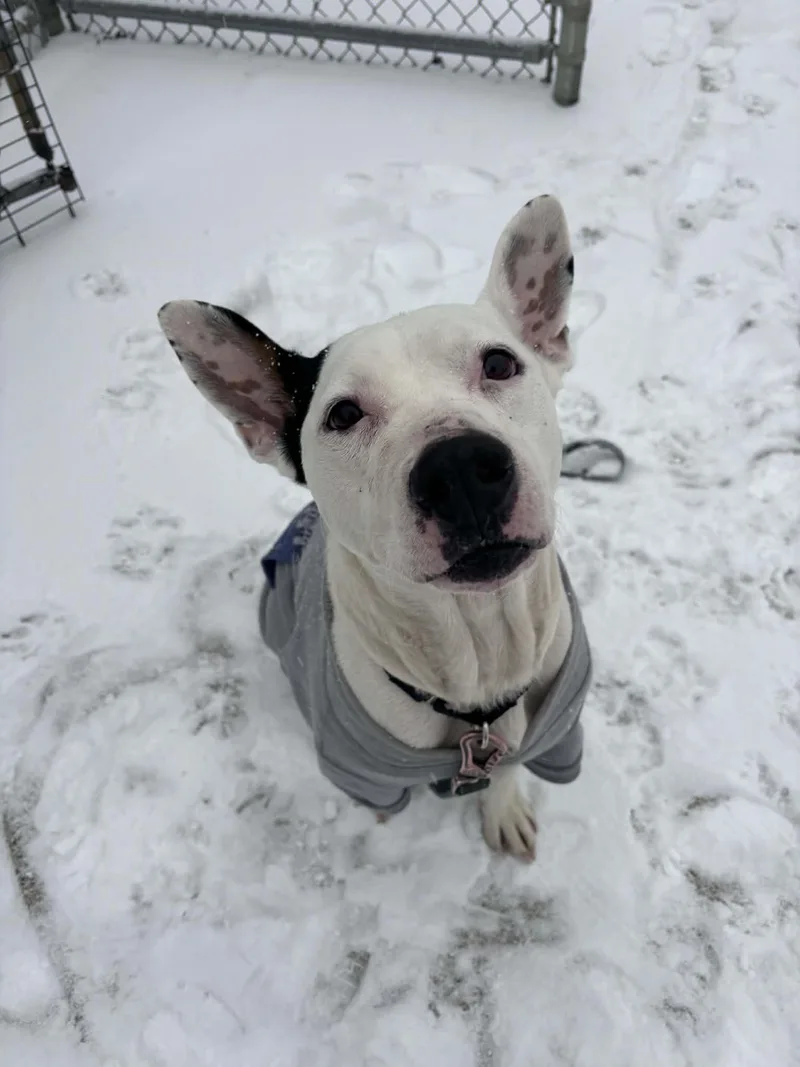 An adult medium-sized female Pit Bull Terrier dog named Elvie for adoption in Altoona, PA