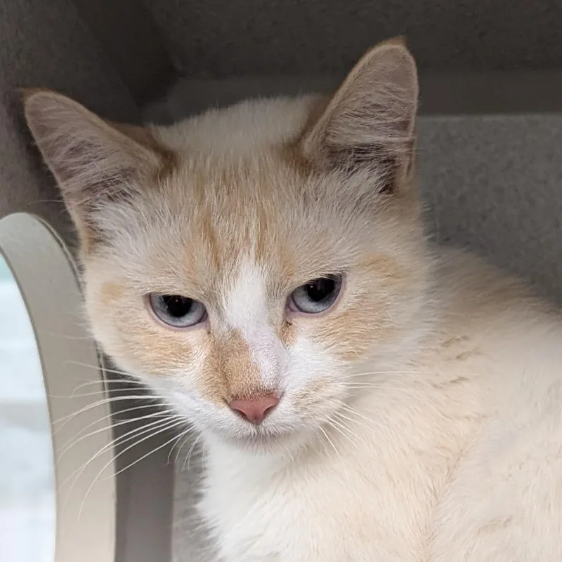A baby medium-sized male Domestic Short Hair cat named Jamie for adoption in Shoreline, WA