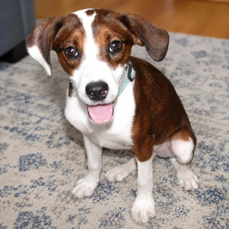 A baby small-sized male Yellow / Tan / Blond / Fawn Beagle dog named Drake for adoption in Erie, PA