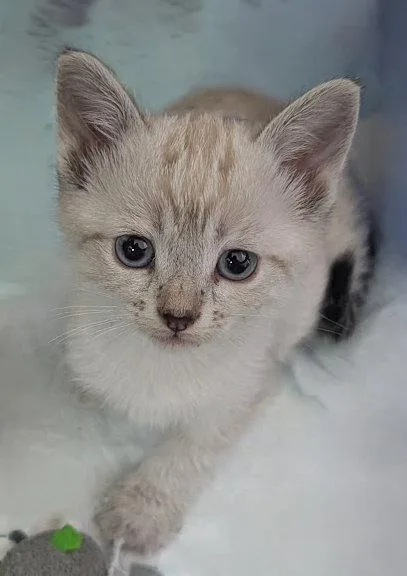 A baby medium-sized female Buff / Tan / Fawn Domestic Short Hair cat named Petrova for adoption in San Jose, CA
