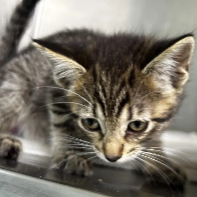 A baby small-sized female Black Domestic Short Hair cat named Rose for adoption in Leander, TX
