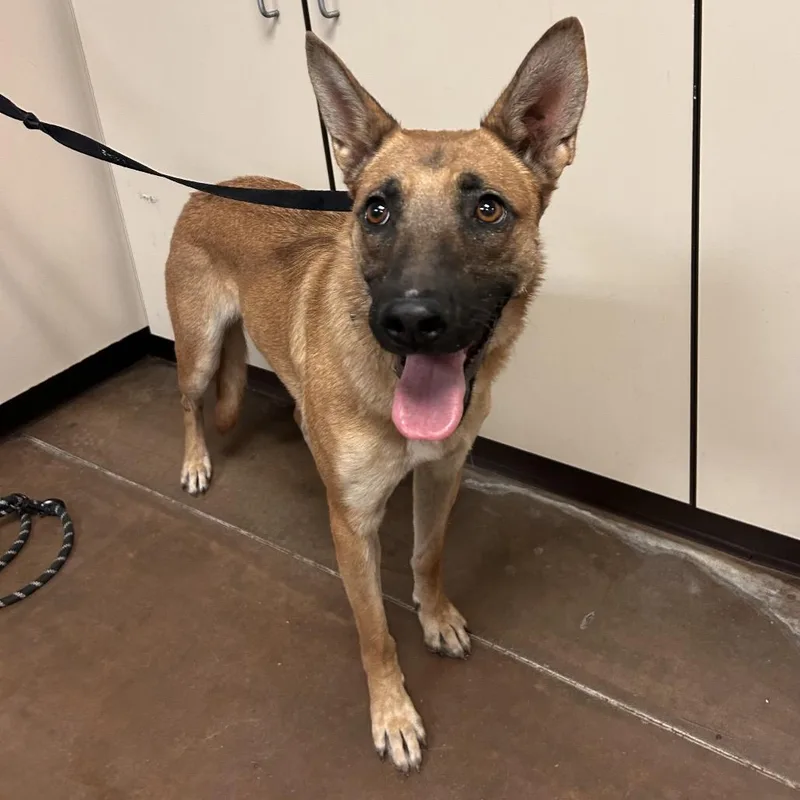 An adult medium-sized female Belgian Shepherd / Malinois dog named Lucky for adoption in Flagstaff, AZ
