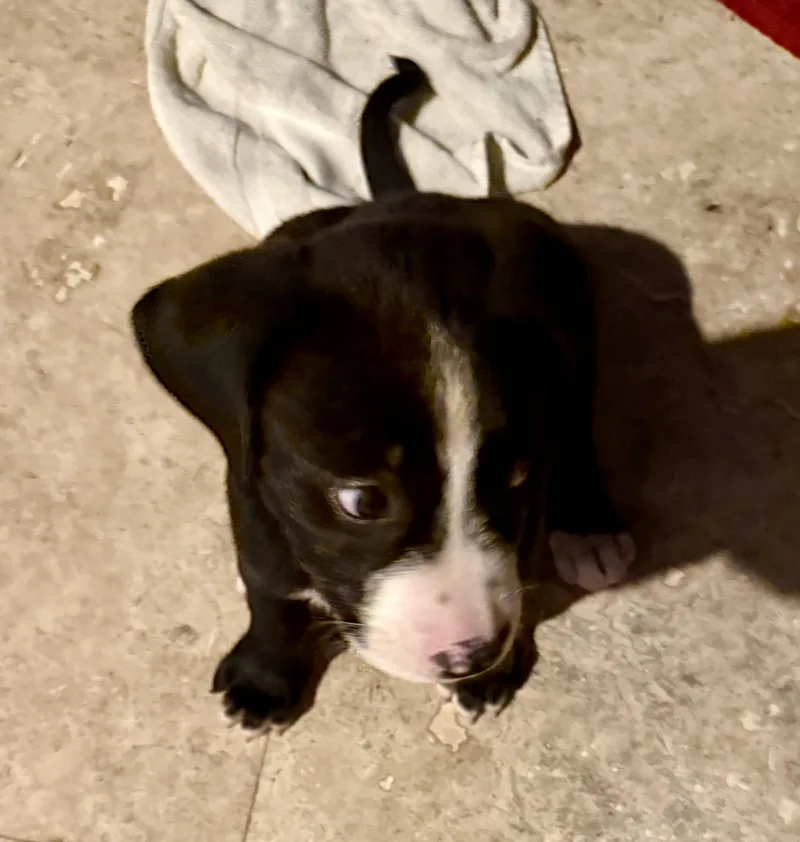 A baby medium-sized female Harlequin Labrador Retriever dog named Puppy Cookie Girl Tuxedo for adoption in Boca Raton, FL