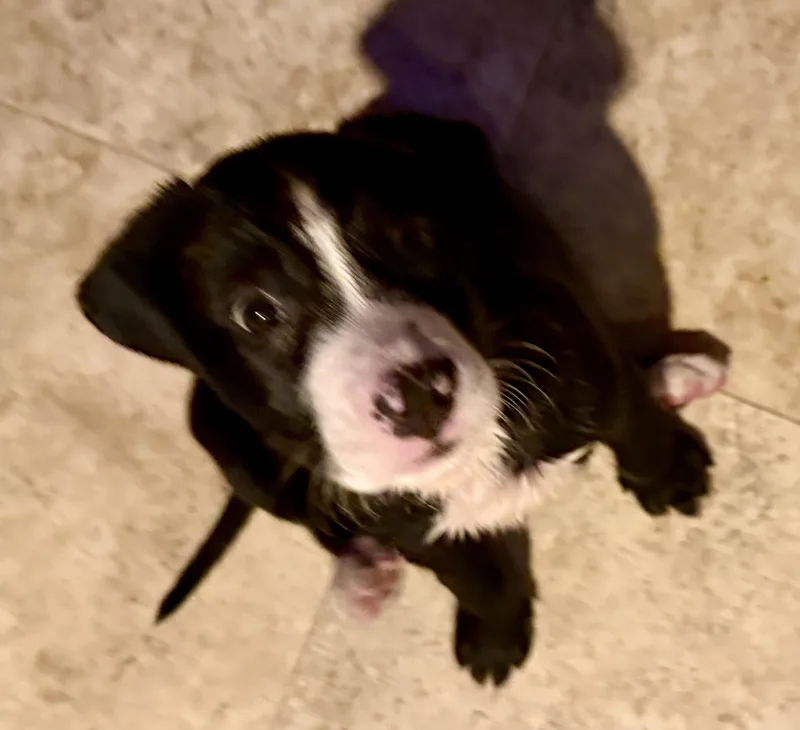 Puppy Cookie Girl Tuxedo thumbnail 2