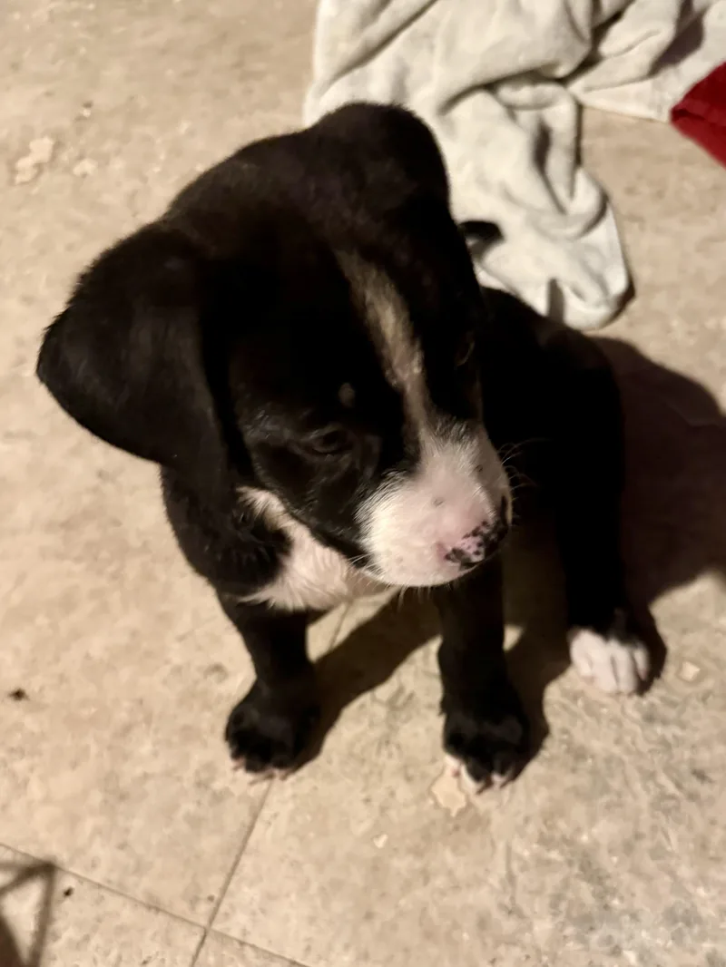 Puppy Cookie Girl Tuxedo thumbnail 3