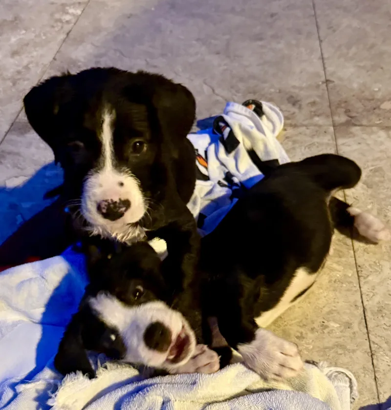 Puppy Cookie Girl Tuxedo thumbnail 4