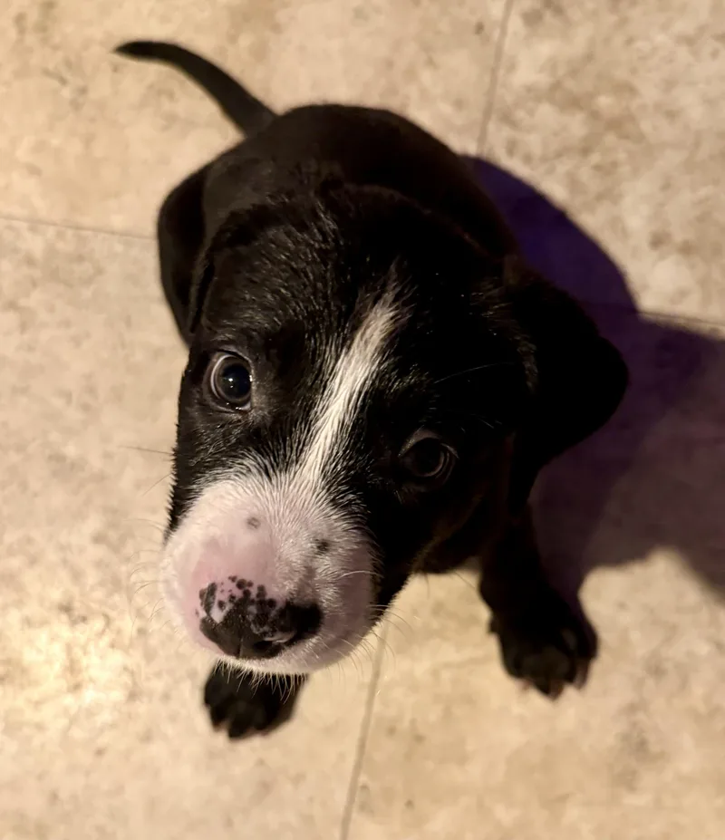 Puppy Cookie Girl Tuxedo thumbnail 5