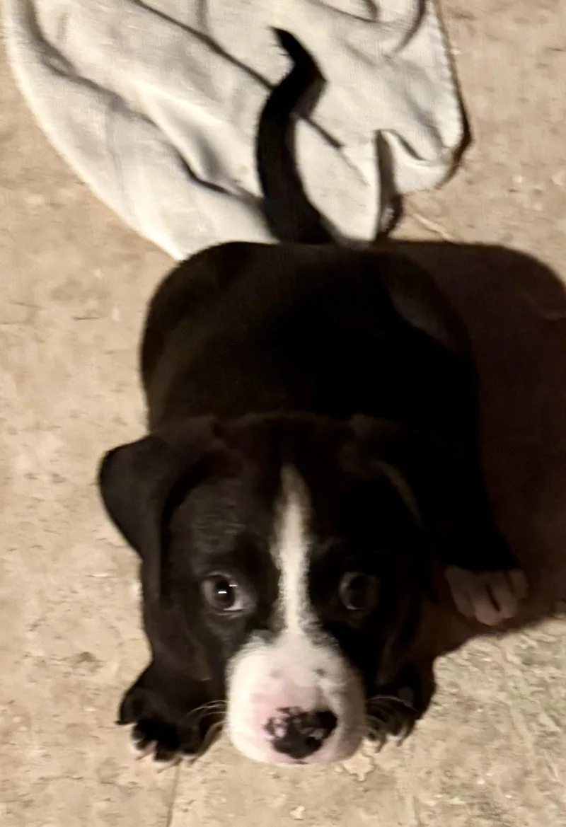 Puppy Cookie Girl Tuxedo thumbnail 6