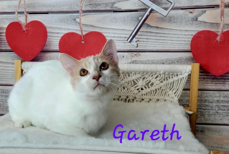 Gareth thumbnail 2