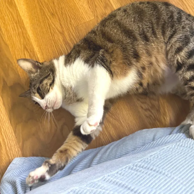 An adult medium-sized female Brown / Chocolate Domestic Short Hair cat named Squeak for adoption in Springfield, OR