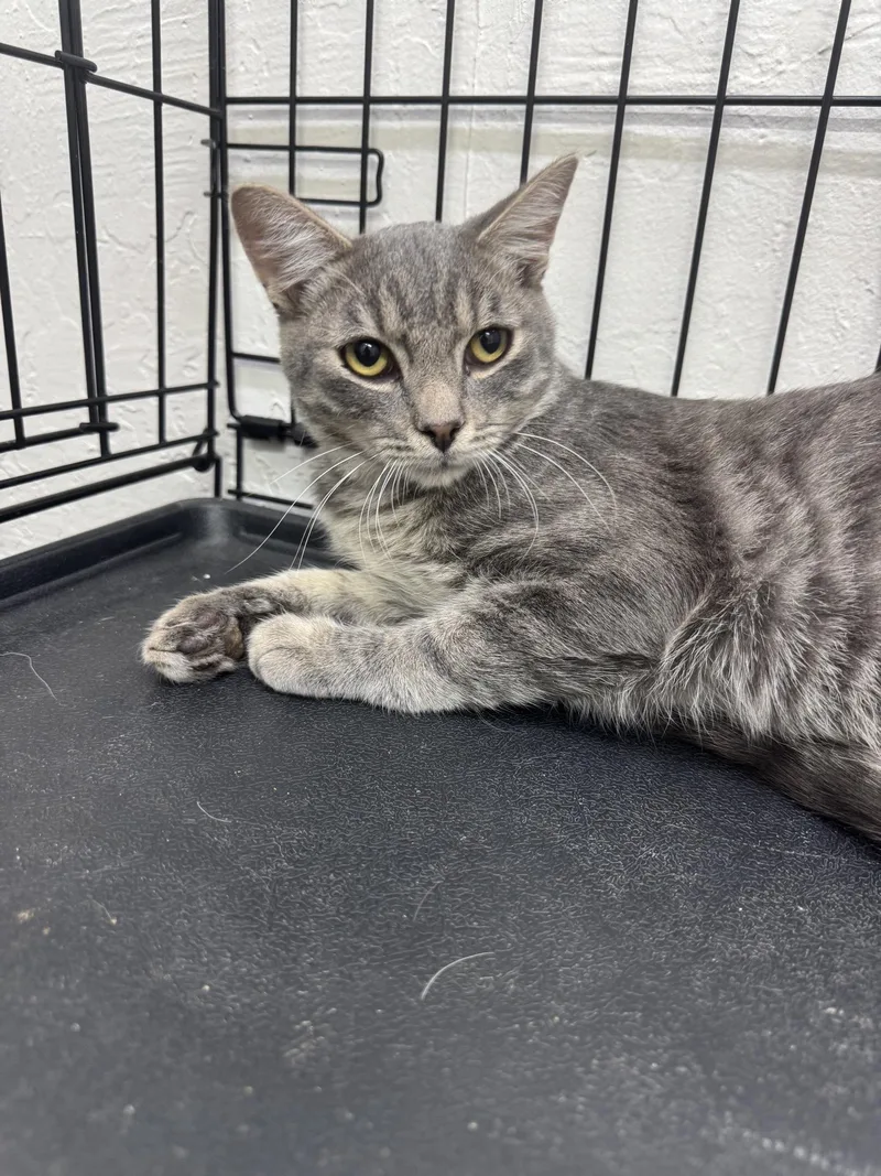 A young medium-sized male Tabby (Gray / Blue / Silver) Domestic Short Hair cat named Lance for adoption in Sonora, CA
