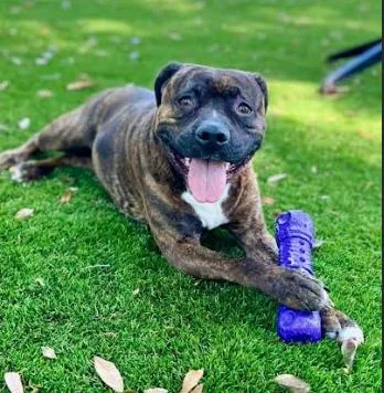 An adult large-sized female Bullmastiff dog named Whisper for adoption in Palm Harbor, FL