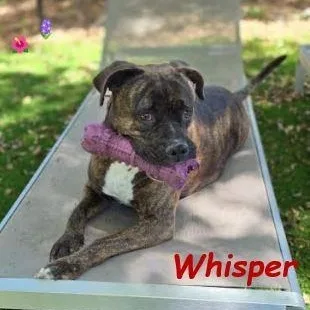 Whisper thumbnail 5