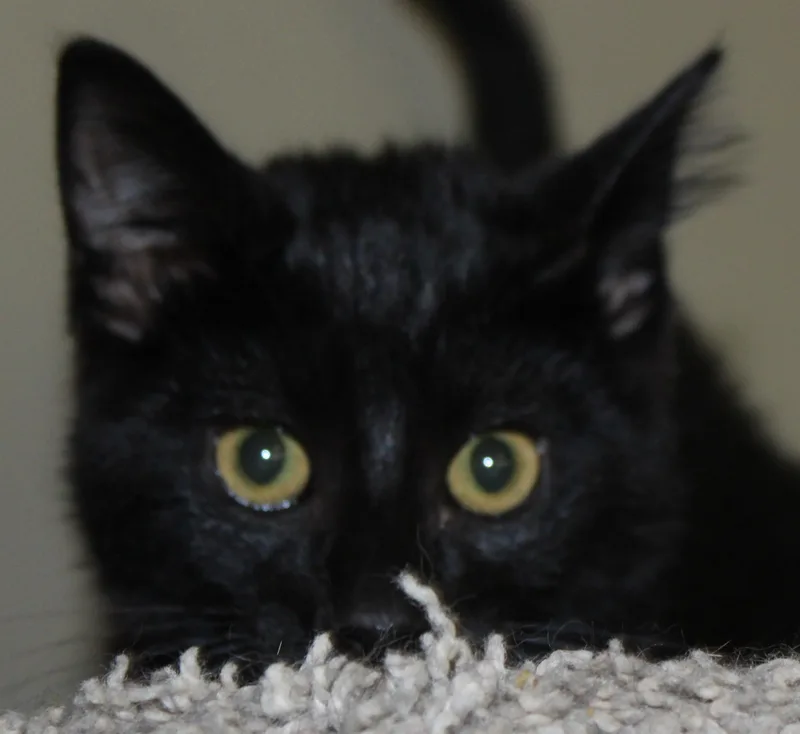 A young medium-sized male Black Domestic Short Hair cat named Spooner for adoption in Huron, SD