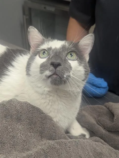 An adult extra large-sized male Domestic Short Hair cat named Chimichanga for adoption in Las Vegas, NV