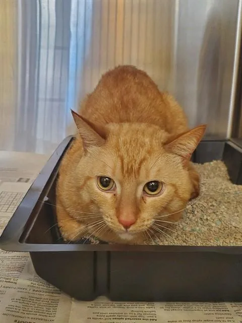 A young medium-sized male Domestic Short Hair cat named Seon for adoption in Castaic, CA
