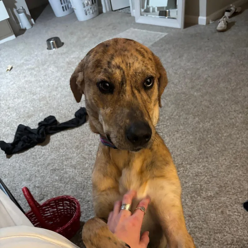 An adult medium-sized male Brown / Chocolate Catahoula Leopard Dog dog named Tiger for adoption in Greensboro, NC