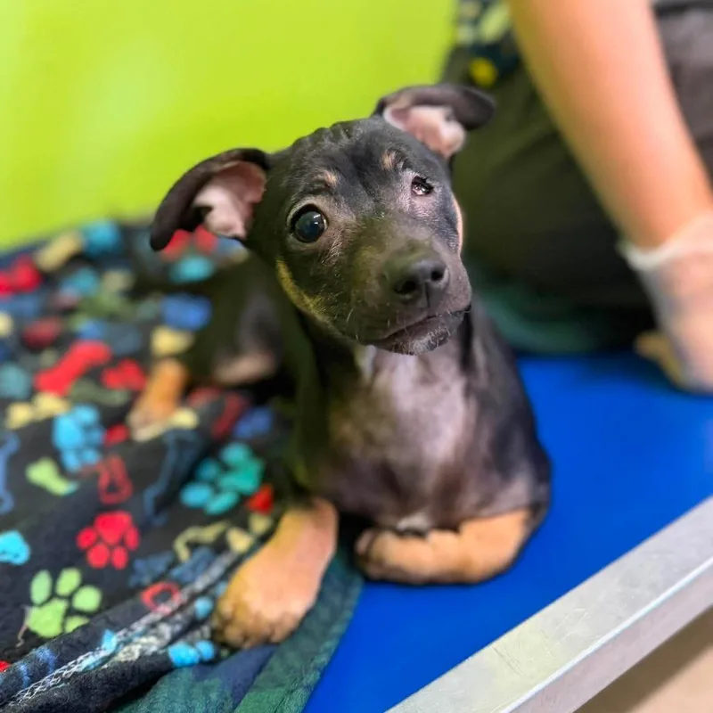 A baby small-sized male Black Chihuahua dog named Sugar for adoption in Jackson, MO