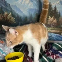 A young medium-sized male Orange & White Domestic Medium Hair cat named Beau for adoption in Stanhope, NJ