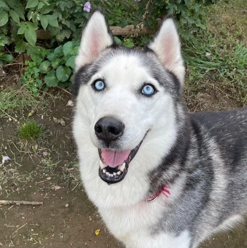 An adult medium-sized female Siberian Husky dog named Emma for adoption in Bloomfield, CT