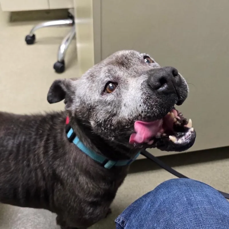 A senior medium-sized female Gray / Blue / Silver Terrier dog named Lady for adoption in Mooresville, NC