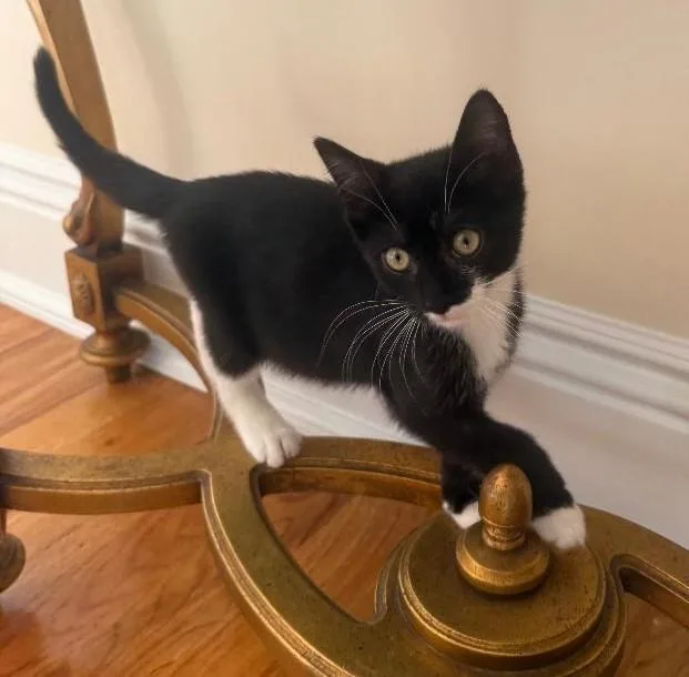 A baby medium-sized female Black & White / Tuxedo Domestic Short Hair cat named Stormy for adoption in Wayne, NJ