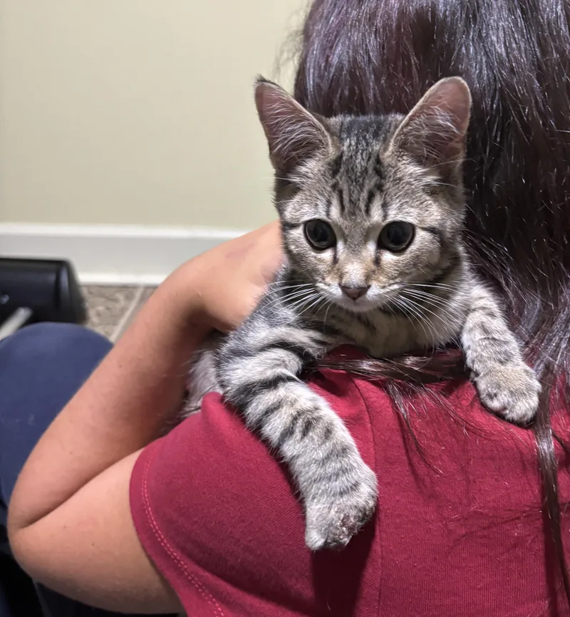 A baby medium-sized male Tabby (Gray / Blue / Silver) Domestic Short Hair cat named Colton for adoption in Johnson City, TN